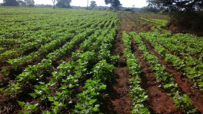 Ibrafe: A calmaria do mercado mundial de Pulses vai acabar