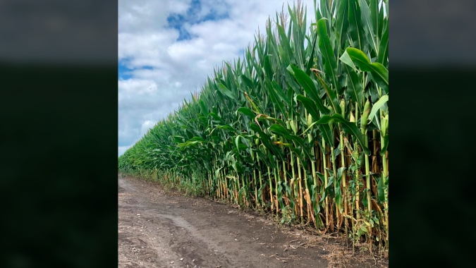 Risco pelo atraso de até 7 semanas no plantio de boa parte do milho americano não aparece nos atuais números de produção do USDA