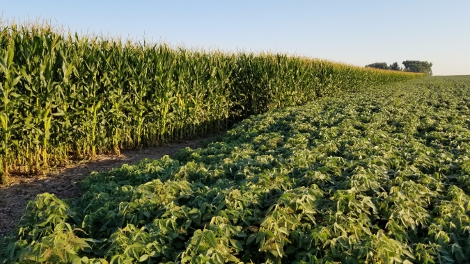 Produtividade de soja e milho podem subir de 3% a 5% nos EUA com clima favorável, acredita ARC Mercosul
