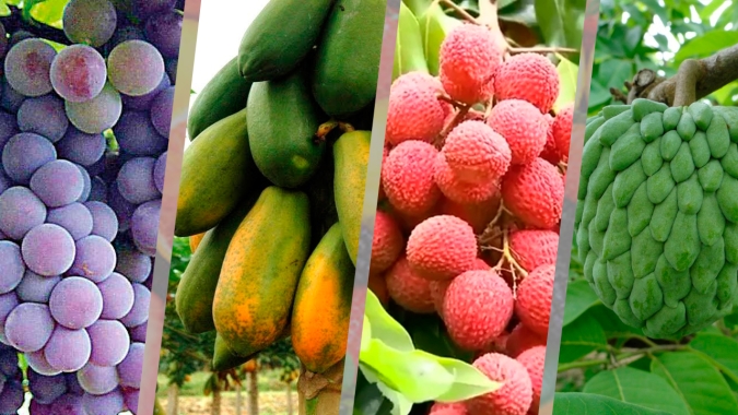 Abrafrutas participa do Fórum de Desenvolvimento do Semiárido 2020