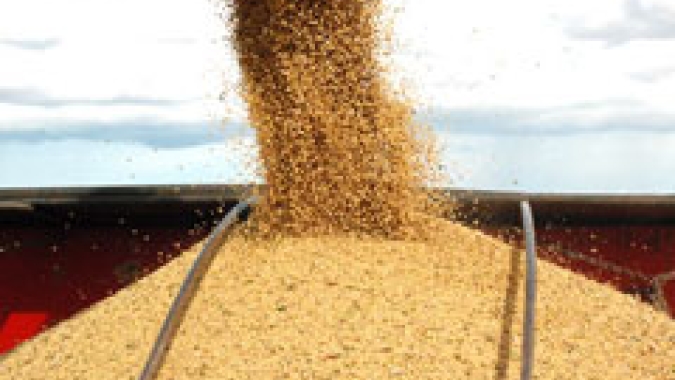 Colheita de soja no Brasil alcança quase 25% da safra 2022/23, diz Pátria AgroNegócios