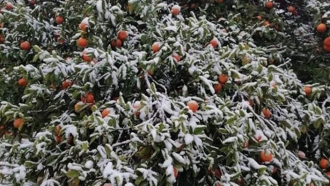 Onda de frio: Produção de laranja no México pode ter quebra de até 6 milhões de caixas