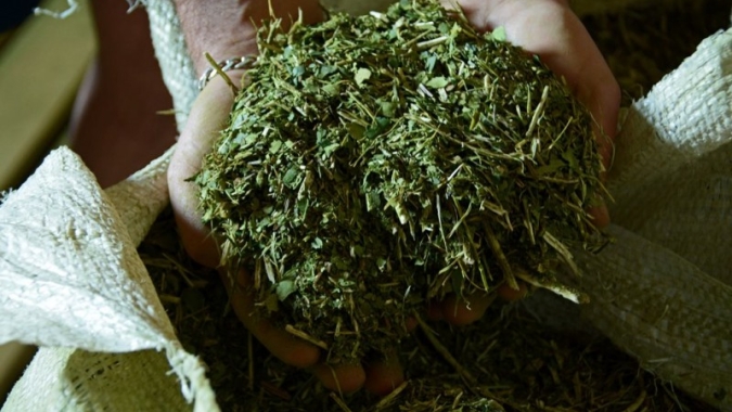 Aplicativo auxiliará produtor a identificar status nutricional da erva-mate