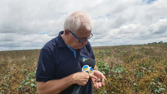 Praga "RJ" extermina com a fazenda Marabá de Campo Verde (MT)