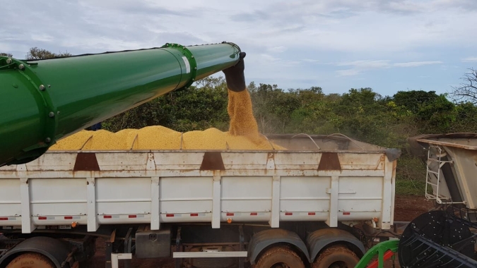 Após dificuldades climáticas, Ipiranga do Norte/MT deve perder 35% na produtividade da soja