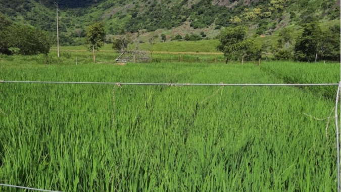 EPAMIG promove resgate de cultivar de arroz de várzeas para a região Leste de Minas