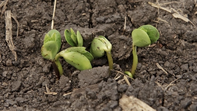 Junho deve ser de chuvas limitadas e calor para norte do Corn Belt; soja e milho já sofrem