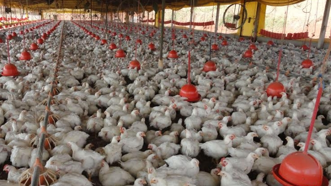 Ministério da Agricultura abre consulta sobre funcionamento de granjas
