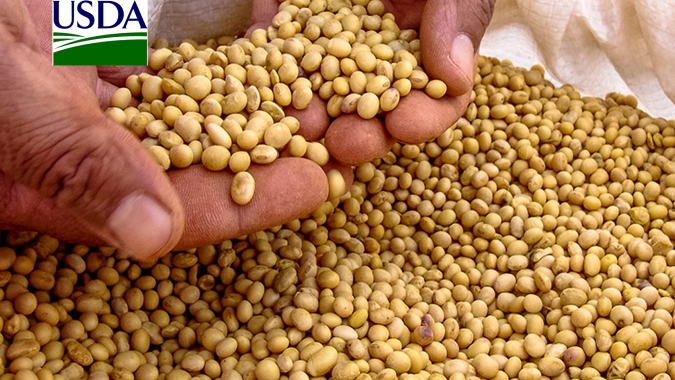 USDA: Vendas semanais de soja dos EUA vêm fracas e abaixo das expectativas