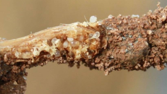 Mapa registra defensivos biológicos inéditos para combater ácaros e nematoides