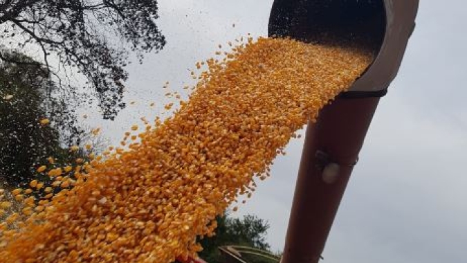 Na fase final, colheita do milho chega a 90,2% da área no Brasil, afirma Pátria