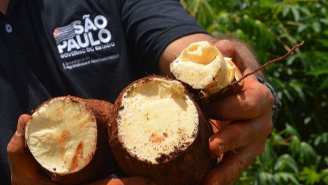 Pesquisas da Secretaria de Agricultura de SP transformaram produção e comercialização da mandioca de mesa