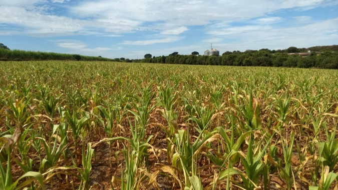 Primeiro “Crop Tour” de milho segunda safra começa nesta semana
