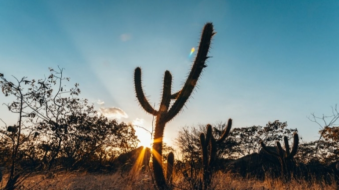 Com biodiversidade única, Caatinga é fonte de oportunidades para produtos e alimentos diferenciados