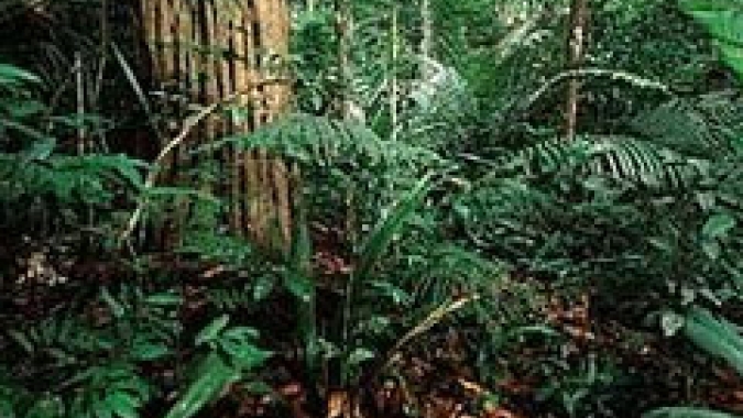 BID e BB acertam financiamento de US$250 mi voltado à bioeconomia na Amazônia Legal