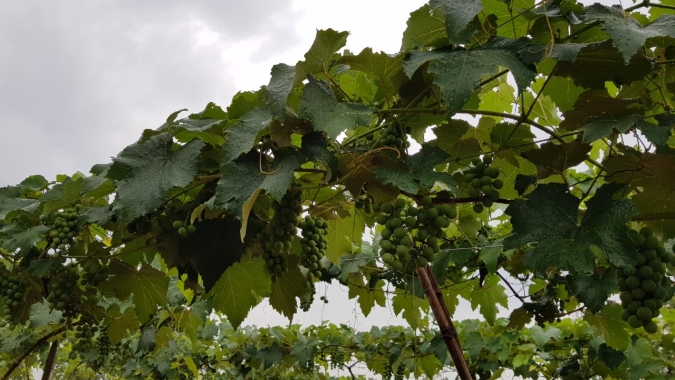 Uva/Cepea: Chuvas afetam parreirais no Vale