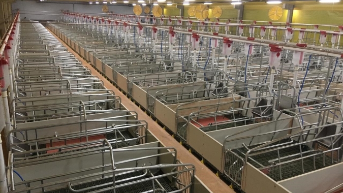 Suinocultura: Castrolanda investe em bem-estar animal para gerar mais produtividade e desempenho