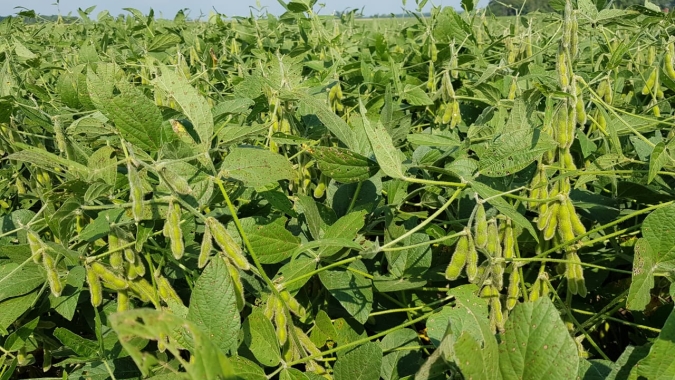 Soja: Mercado deixa estabilidade e volta a trabalhar em alta nesta 4ª feira em Chicago