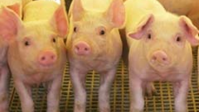 Preço médio pago pela carne suína exportada registra avanço de 12,3% até a quarta semana de janeiro/25