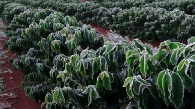 Clima prejudica a produção agrícola e setor busca alternativa para se proteger