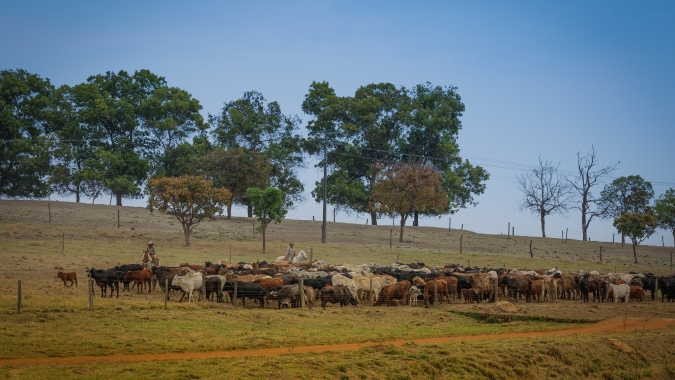 Preços da arroba do boi gordo e da vaca registram altas de 3,46% e 3,60%, aponta IFAG