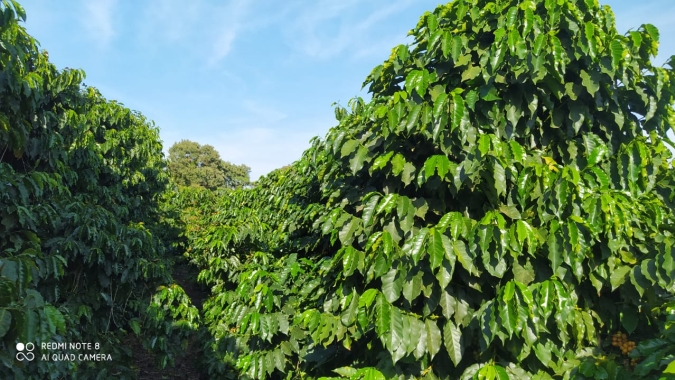 Café retoma negociações com valorização na Bolsa Nova York