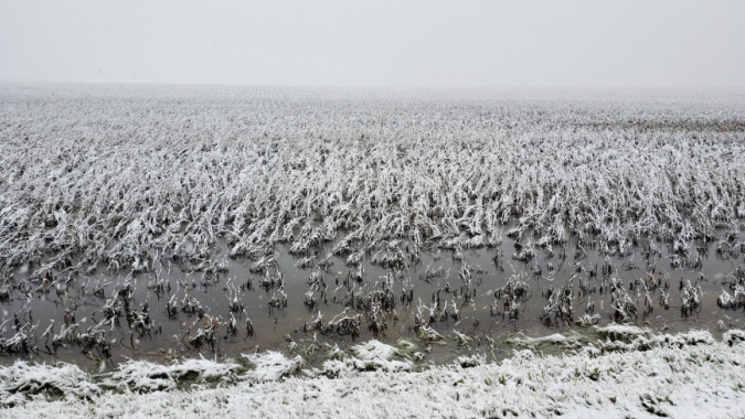 Frio intenso e algumas geadas comprometem avanço da colheita de soja e milho nos EUA