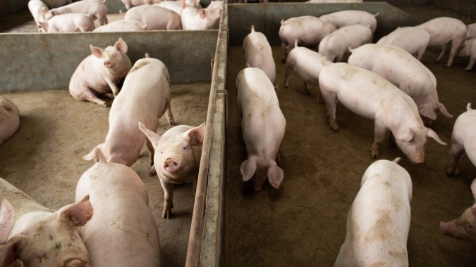 Cotações mistas nesta segunda-feira (17) para o mercado de suínos