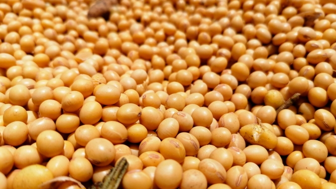 Soja brasileira safra 2020/21 está 62,5% comercializada, aponta DATAGRO