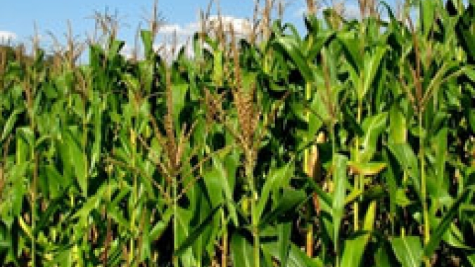 Deral prevê produção de 5,9 milhões de toneladas de milho na segunda safra 2020/21