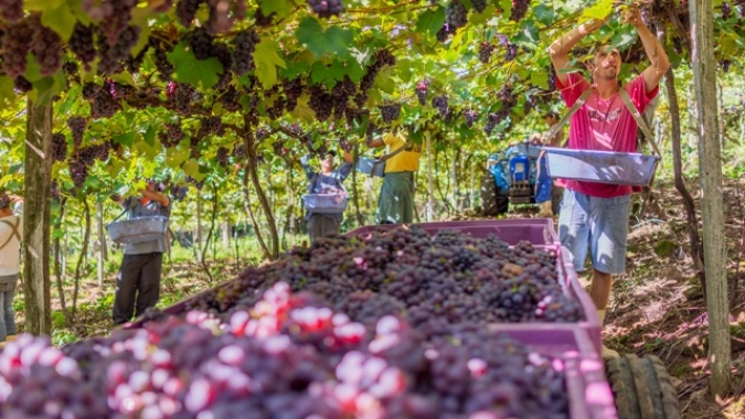 Com safra acima da projetada, Cooperativa Vinícola Garibaldi regulariza estoques
