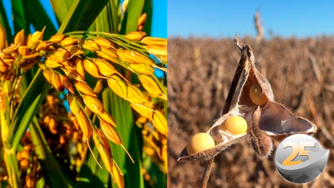 Mais do que uma opção, diversificação de culturas se torna necessidade para os produtores de arroz