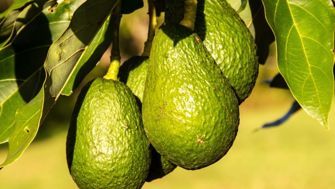 Brasil realiza primeira exportação de abacate tipo Hass para o Chile com apoio da Abrafrutas