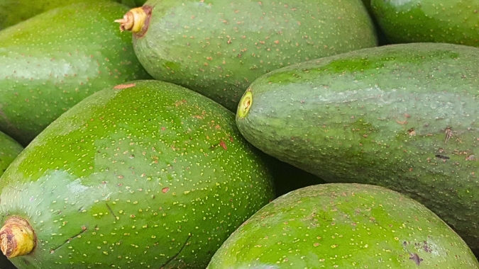 Preço do abacate margarida cai 51,6% em um ano