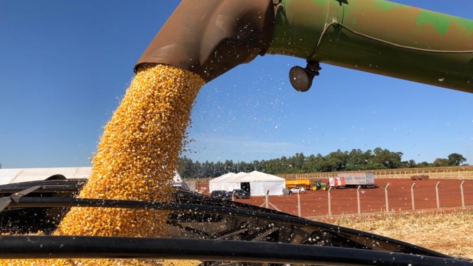 Colheita do milho vai à 79% no Paraná, enquanto plantio 23/24 chega em 26%, relata Deral