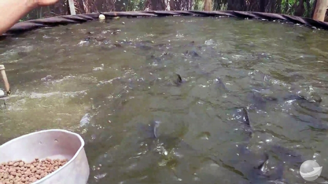 Produção de peixes: cresce procura pelo teste TambaPlus