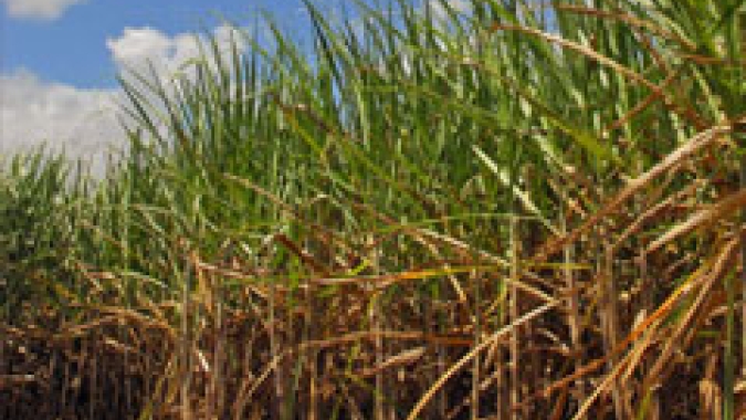 UNICA: Moagem atinge 43 milhões de toneladas na 1ª quinzena de setembro
