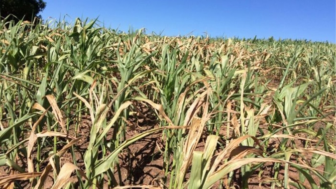 Falta de chuvas impacta milho em Marechal Cândido Rondon/PR e perdas já são de mais de 30%