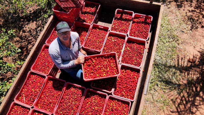 Japurá/PR abraça a acerola e faz da fruta fonte de emprego, renda no campo e desenvolvimento