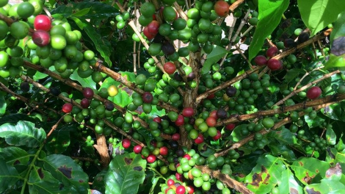 Café encerra com baixas em NY, com quedas de mais de 700 pontos em dia de aversão ao risco