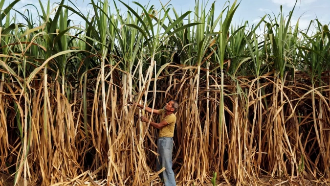 Índia terá uma das menores produções de açúcar dos últimos anos, aponta USDA