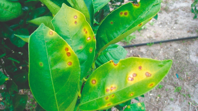 Incidência de greening em lavouras de cítricos cresce 56% e pesquisadores seguem em busca de conter a doença