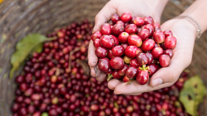 Conab inicia primeira etapa da pesquisa dos estoques privados de café no país