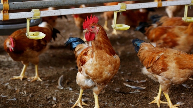 Frango/Cepea: Poder de compra de avicultor em SP continua subindo