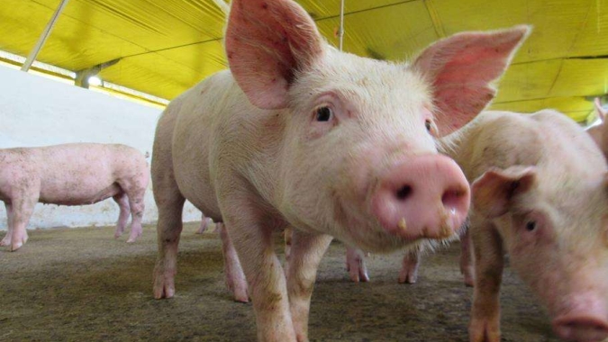 Preço do suíno vivo continua valorizado nos principais estados produtores
