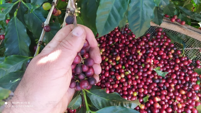 Café: NY inicia 3ª feira (11) com realização de lucros e mantém a faixa dos US$ 4,20/lp no futuro próximo