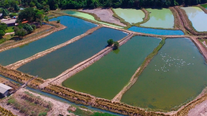 Brasil conquista dois novos mercados para pescados na Índia