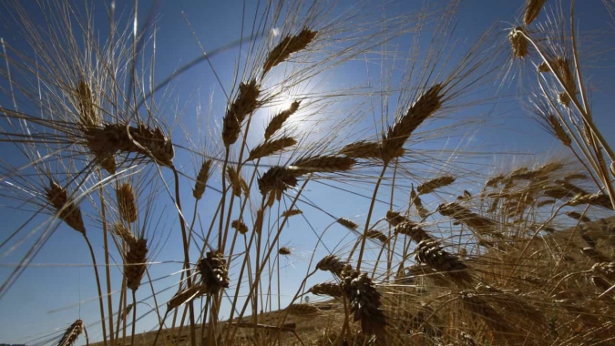 Lavouras de trigo seguem com bom potencial em Castro/PR e produtor se preocupa com rentabilidade das culturas de verão