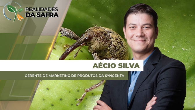Ataques mais intensos de lagartas no milho e ácaro no algodão precoupam produtores brasileiros