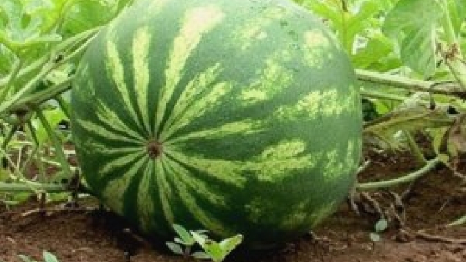 Melancia/Cepea: Em GO, problemas com virose persistem, oferta recua e preços aumentam